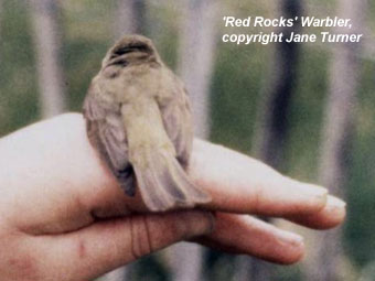 bird picture - possible Iberian Chiffchaff