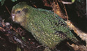 bird picture Kakapo