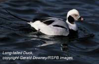 bird picture - Long-tailed Duck
