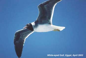 bird photo - White-eyed Gull