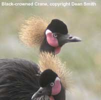 Black-crowned Crane