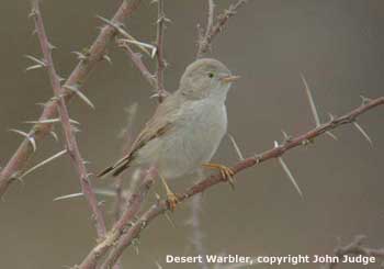 bird picture Desert Warbler