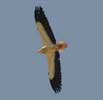 bird picture Egyptian Vulture