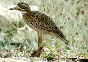bird picture Spotted Thick-knee