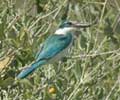 bird picture White-collared Kingfisher