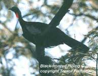 bird photo - Black-fronted Piping Guan