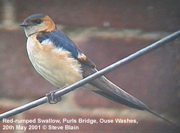 bird picture Red-rumped Swallow