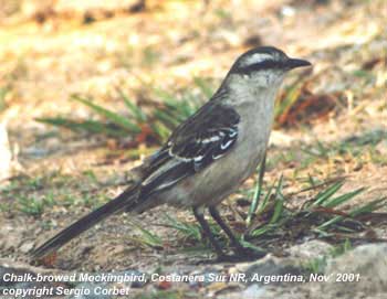bird photo - Chalk-browed Mockingbird