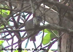 bird picture Seychelles White-eye