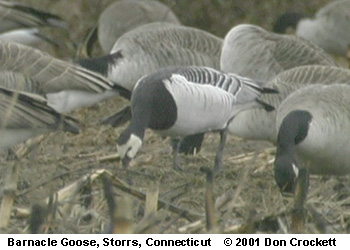 bird picture Barnacle Goose