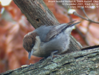 bird picture Brown-headed Nuthatch