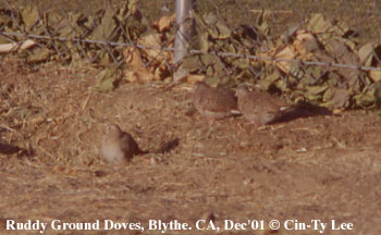 Ruddy Ground Doves