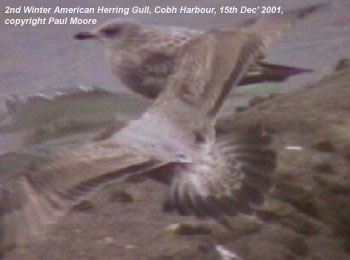American Herring Gull