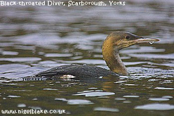bird picture Black-throated Diver / Arctic Loon