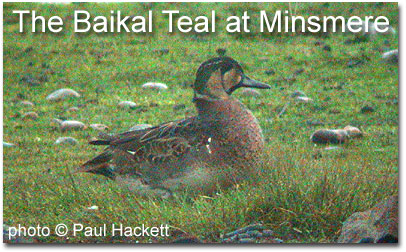 The Baikal Teal at Minsmere