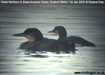 Great Northern and Black-throated Divers