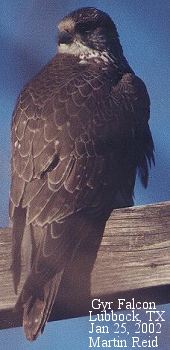 Gyr Falcon