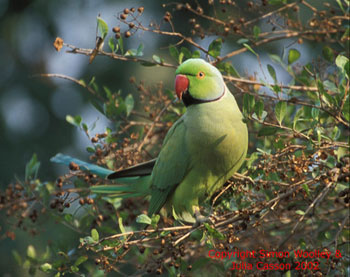 bird picture Rose-ringed Parakeet