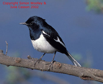 Asian Magpie Robin