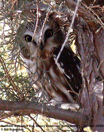 bird picture Northern Saw-whet Owl
