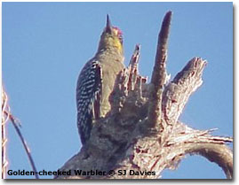bird picture Golden-cheeked Woodpecker
