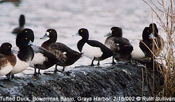 bird picture Tufted Duck