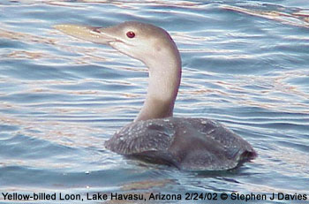 bird picture Yellow-billed Loon / White-billed Diver