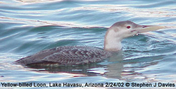 Yellow-billed Loon