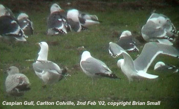 2 adult and one 3rd winter Caspian Gull
