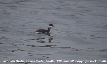 bird picture Slavonian Grebe / Horned Grebe