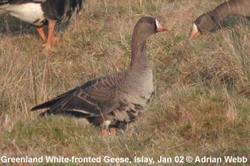 bird picture Greenland White-fronted Goose