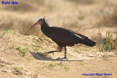 bird photo - Bald Ibis