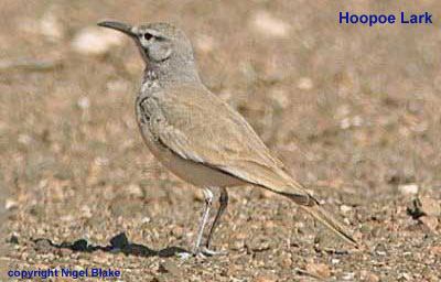 bird photo - Hoopoe Lark