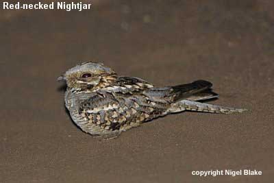 bird photo - Red-necked Nightjar