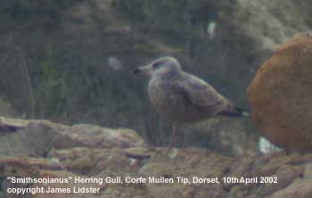 "smithsonianus" Herring Gull