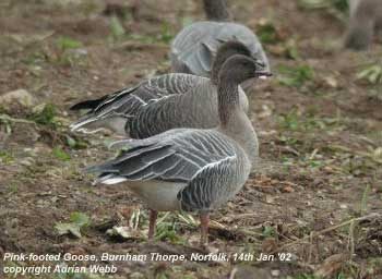 bird picture Pink-footed Goose