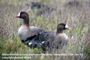 bird picture Greater White-fronted Goose