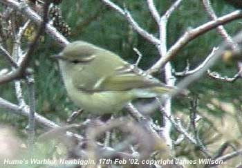 Hume's Warbler