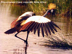 bird photo - Grey-crowned Crane