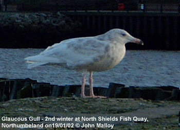 Glaucous Gull
