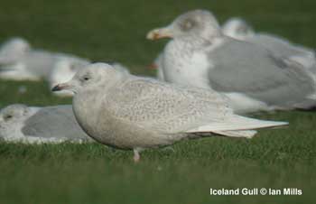 Icleand Gull