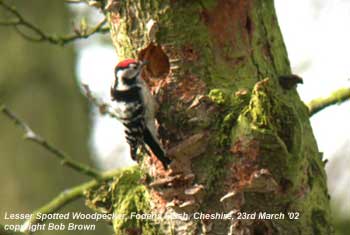bird picture Lesser-spotted Woodpecker