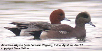 American Wigeon (foreground) with Eurasian Wigeon
