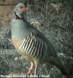 bird picture Barbary Partridge