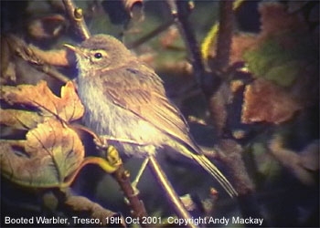bird picture Booted Warbler