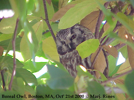 bird picture Boreal Owl / Tengmalm's Owl