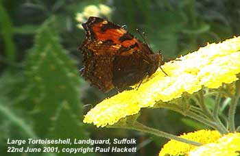 butterfly picture - Large Tortoiseshell