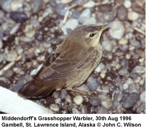 bird picture Middendorff's Grasshopper Warbler