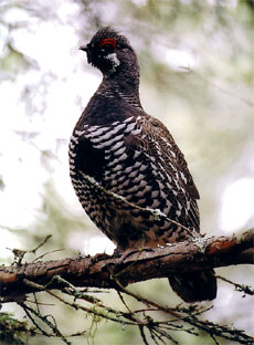 bird picture Spruce Grouse