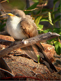 yellow-billed cuckoo